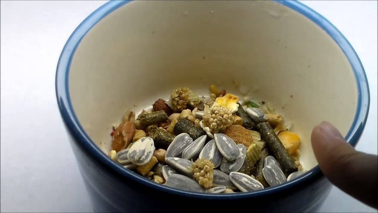 Updated Daily Hamster Diet - YouTube