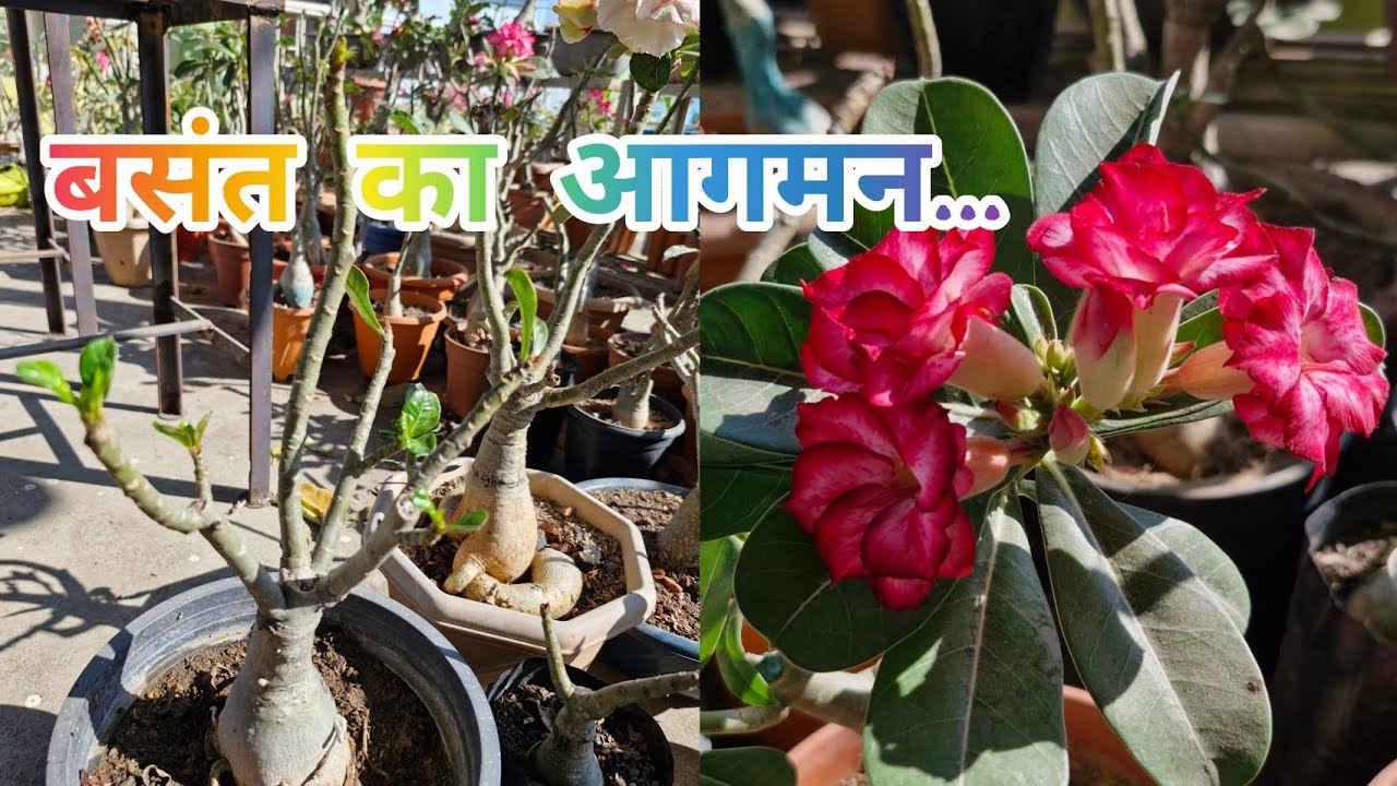 Kyaa Aapke Adenium Mein Bhi  New Growth Start Ho Gaya Hai To Adenium Par Kaam Start Kar Sakte Hain 💯