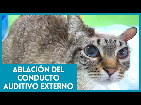 Video: Infecciones crónicas del oído (otitis crónica) en gatos