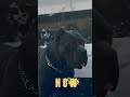 Cane corso lovers #canecorso #kerala