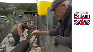 Sorting welsh sheep = 1,000,000,000 + views
