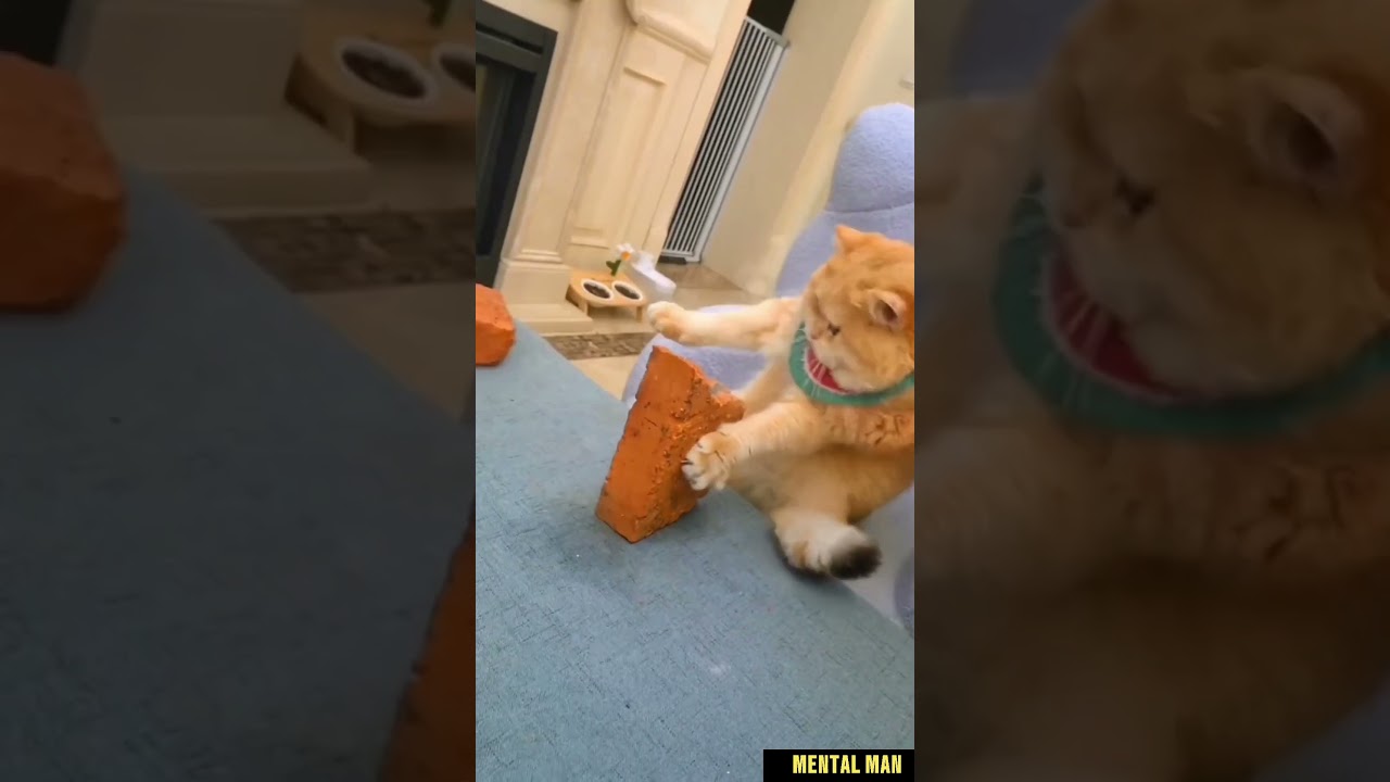 cats doing sports. Fitness cats 