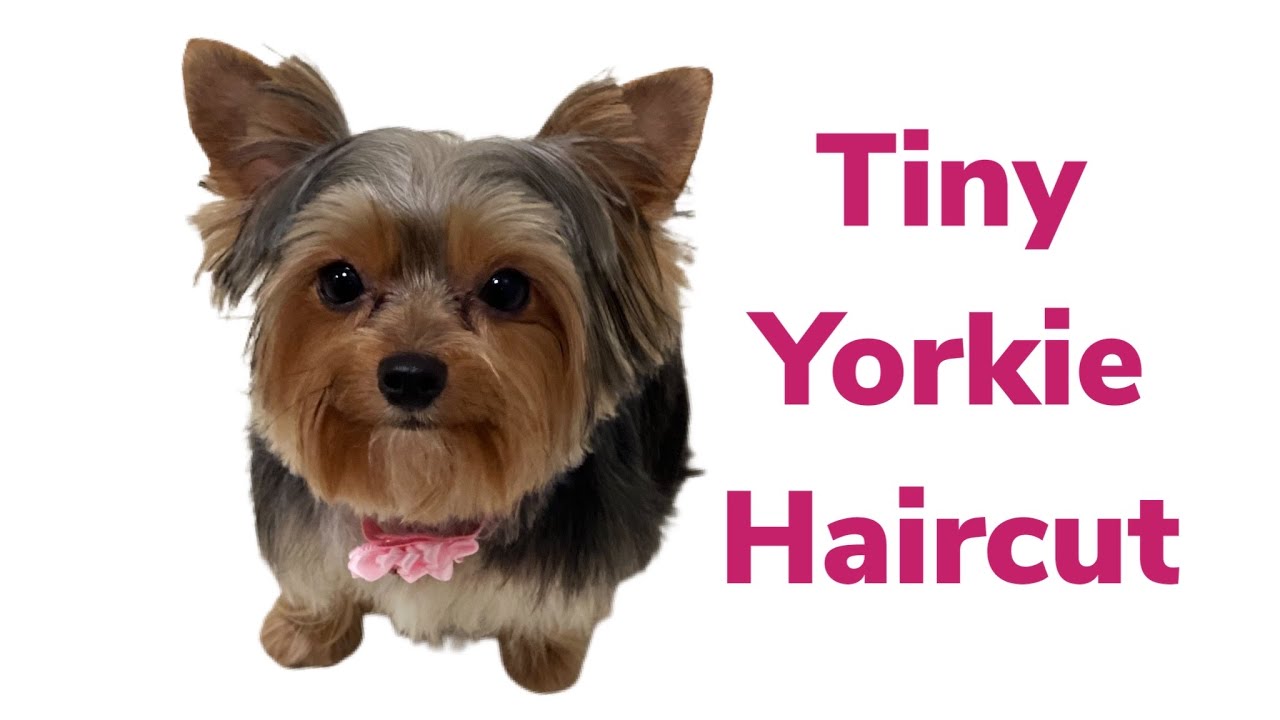 Cute Yorkie Haircuts, Different Yorkshire terrier hairstyles with pictures  | Yorkiemag | Yorkshire terrier puppies, Yorkshire terrier dog, Yorkshire  terrier funny