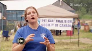 Emergency Preparedness for Pet Owners