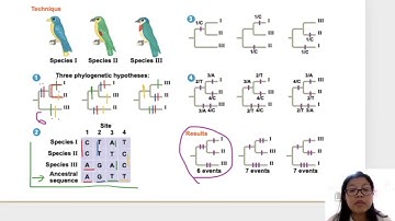 Lesson 2 Part 2  Molecular Data from Phylogenies