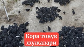 Жужани тугри овкатлантрш. +9989 Икромжон