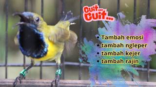 PANCINGAN SOGON GACOR ATASI SOGON TROTOL MACET LANGSUNG BUNYI PAGI SIANG MALAM part 196