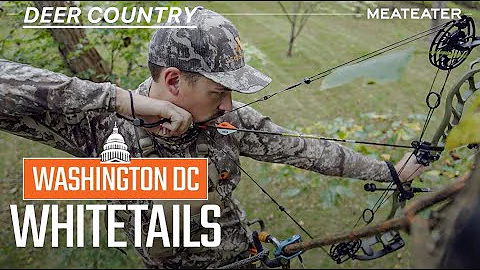 Washington D.C. Whitetails | Deer Country