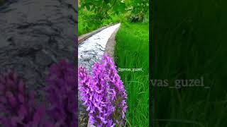 Belki Kavuşamam Sana Ölümde Gelir 🌹