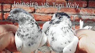 How To Pair Up Pigeons - 35 Waley Breed Cross With Topi Walay Kabootar