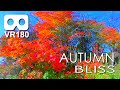 Autumn Bliss: Experience 5 Minutes Of Bliss In Virtual Reality / VR180