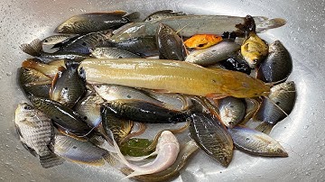 Kem Chanel ra ngõ lũ lụt bắt cá được cá chép, con rùa, con ếch, cá rô, cá ranchu, cá cờ, con cua.