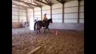 Montana getting legged up for Curt Pate stockmanship demonstration SANY1802