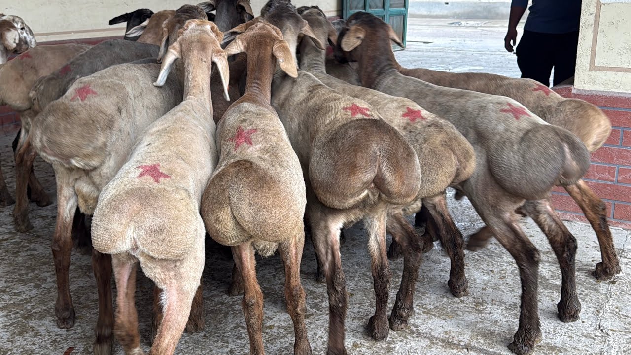 9/10 oylik ARASHAN QOZILAR ARZON NARXDA KELDI ✅