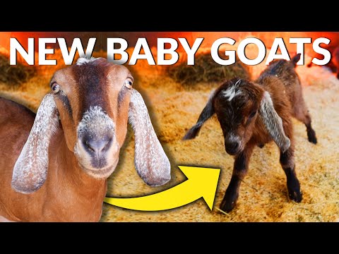 FULL GOAT BIRTH START TO FINISH AND WHAT TO DO