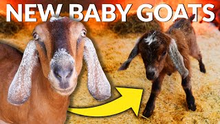 FULL GOAT BIRTH START TO FINISH AND WHAT TO DO