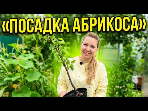 Посадка колоновидного абрикоса «Принц Март» в сентябре.