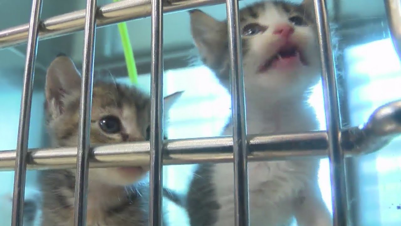 Wichita Rescue Wichita Falls Animal Services to offer free adoption for Clear the ...