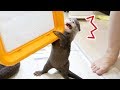 【大切なもの】自分のトイレが奪われると勘違いするカワウソのビンゴ(Otter Bingo, calm down! we are not going to steal your potty)