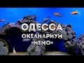 ОДЕССА | Океанариум «НЕМО», аквариум и экзотариум