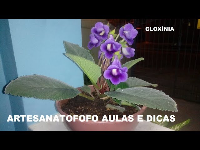 GLOXÍNIA COMO REPLANTAR E FAZER MUDAS# PLANTAS - 2 #gloxinia #mudas  #comofazermudas - thptnganamst.edu.vn