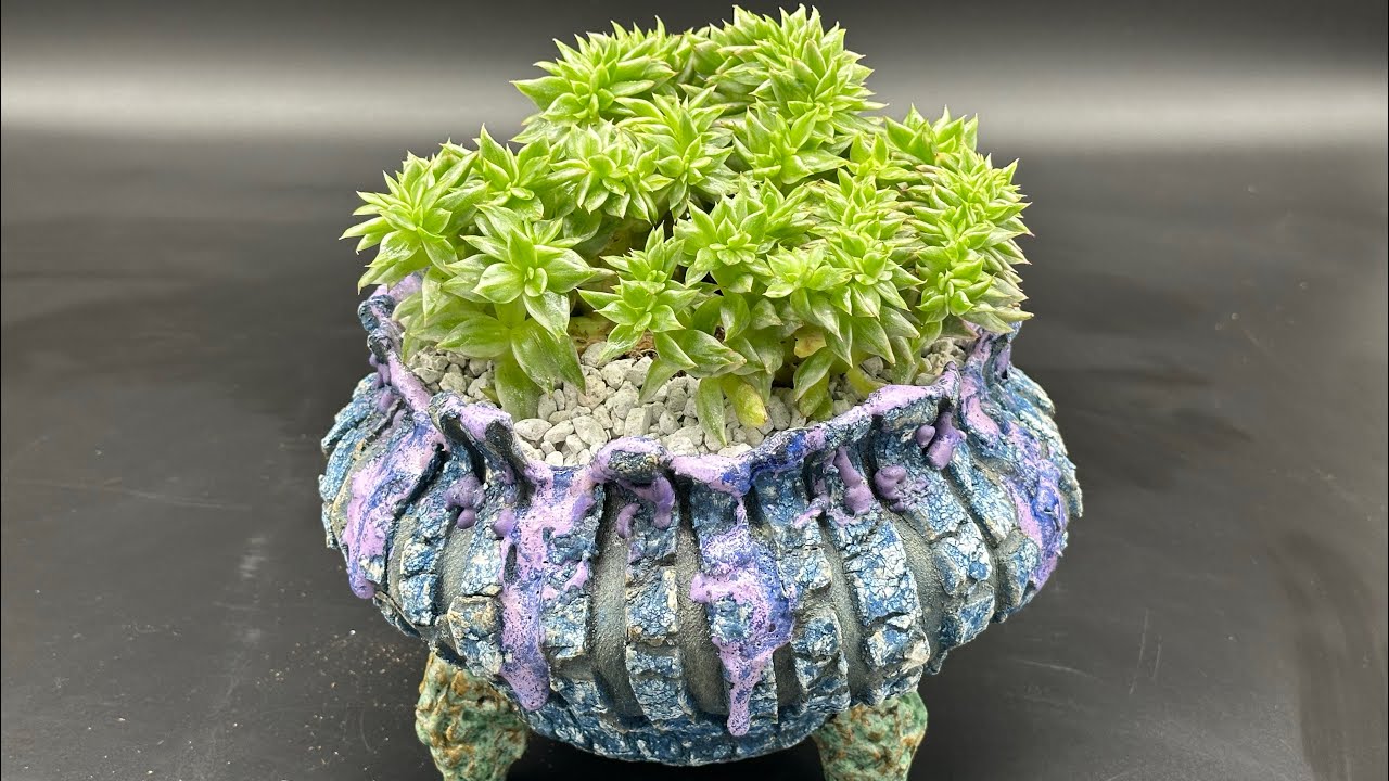 REPOTTING SUCCULENTS HUGE ECHEVERIA LILACINA VARIEGATED ECHEVERIA