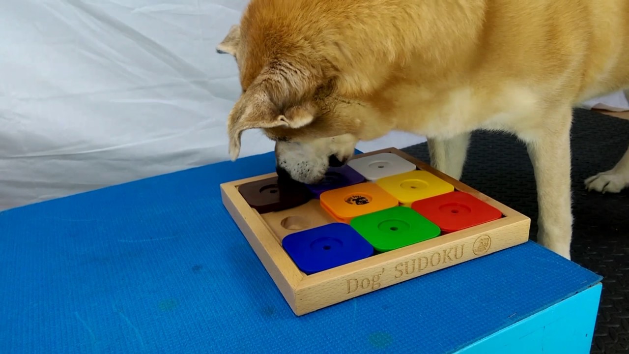 Dog' Sudoku Medium Expert Rainbow – My Intelligent Pets