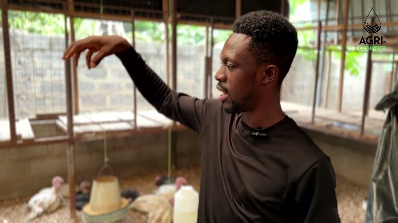 Turkey Farming in Ghana 