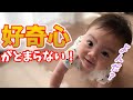 【とまらない】好奇心旺盛すぎる！生後７ヶ月赤ちゃん｜7 months baby is full of curiosity!!!