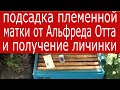 Пчеловодство. Подсадка племенной Австрийской матки