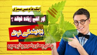 Benefits of papper mint | podena k fawaid | General knowledge by Abd ul Ahad