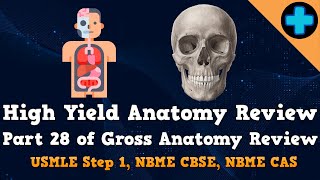 High Yield Anatomy Review Part 28 (USMLE Step 1, NBME CBSE, and NBME CAS)