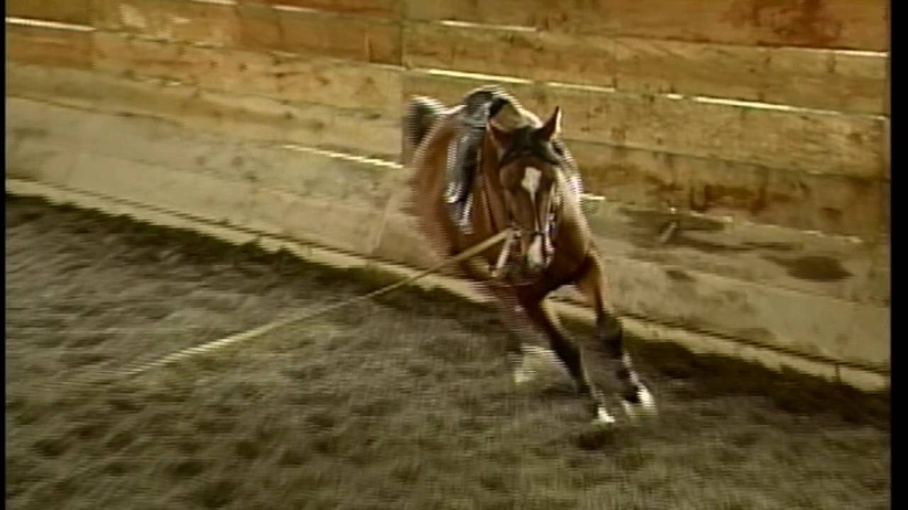 Longeing the Young Horse Part 2 From the Vault YouTube
