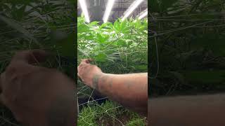 tripler MAC early flower stage