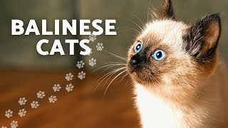Should You Get A Balinese Cat? Get To Know This Beautiful Cat Breed  Cat #Shorts