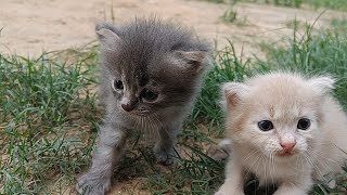 So cute baby#villagevlog #animals #viral #nature