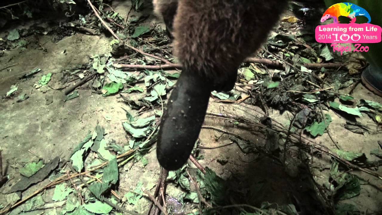 溫帶區大老鼠出沒？動物園河狸首度產仔 Giant Panda Cub Yuan Zai's New Friend - Newborn  Canadian Beaver