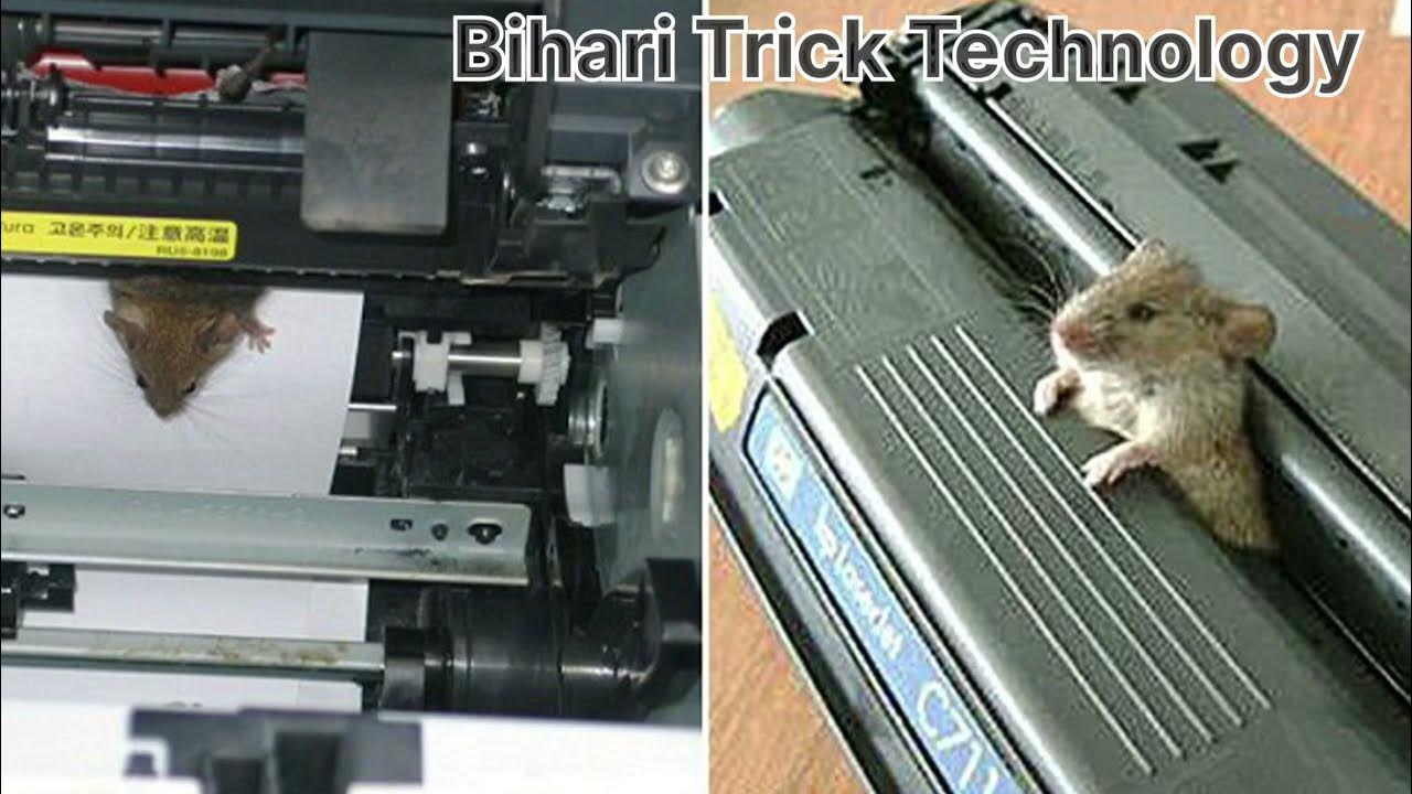 how to safe printer from rat Safe Printer From Rat Rat Safe of