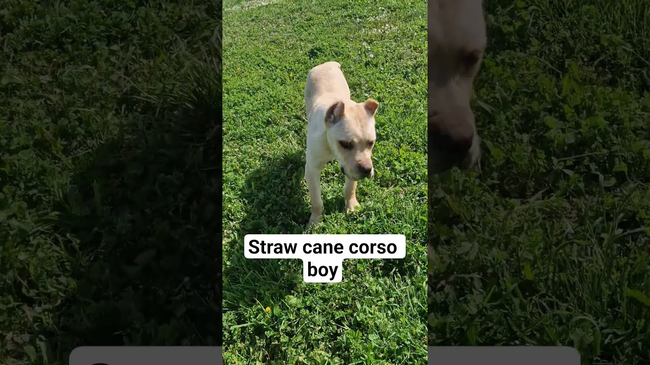 Straw cane corso boy from #maximaluxkennel , #strawcanecorso , #whitecanecorso , #canecorsopuppy