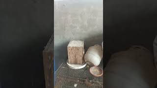 MassAllah Beautiful cage in my Avery different Birds 🐦🕊️ in my cage Short video 📸 ha#
