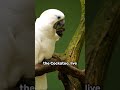 Parrot facts  5 things you didnt know