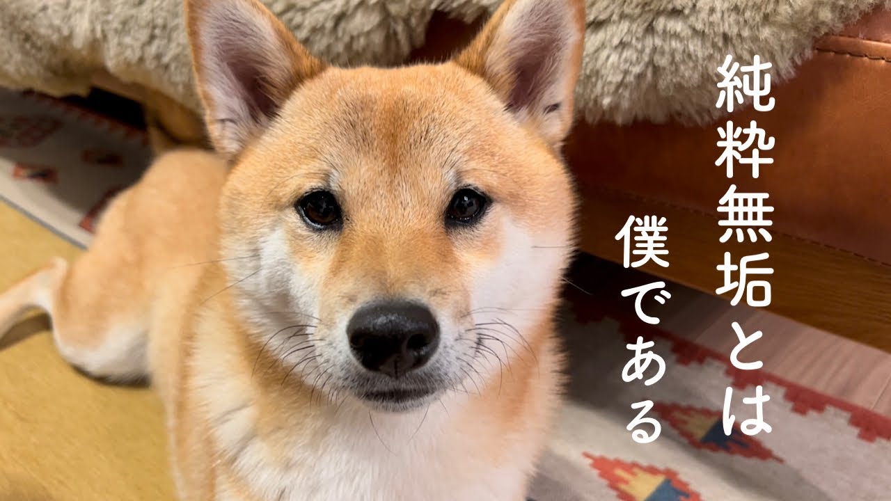 柴犬が好き 純粋無垢という言葉が似合いすぎる柴犬がこちらです - YouTube