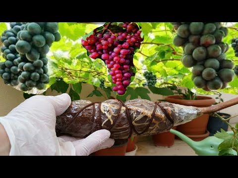 grape air layering propagation _ Method of air laying a grape