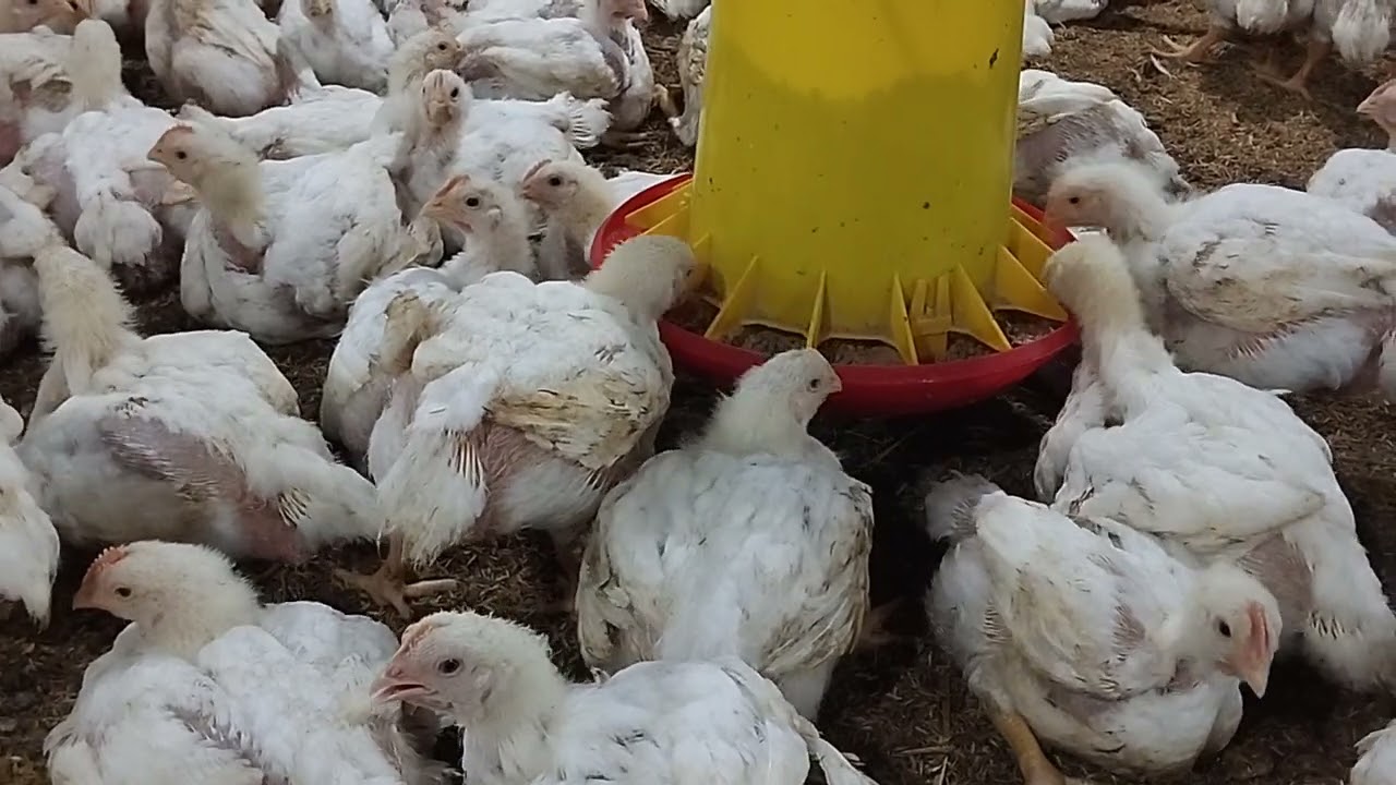 Broiler di kandang close house