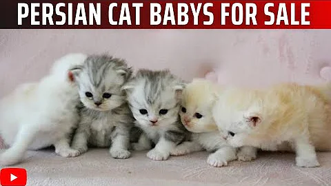 Video 2388511: persian cat, pet breeds, dog breed