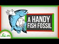 A Very Handy Fish Fossil