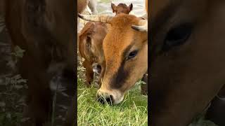 Trashumancia 🐂  ABREVADERO de las Lagunas de Ruidera 💦