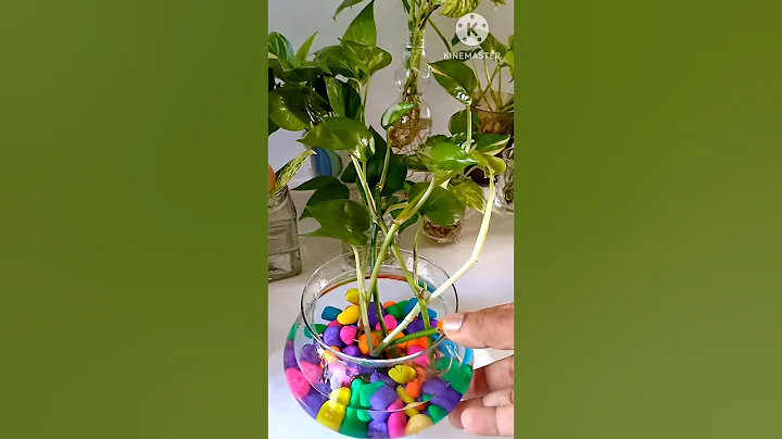 #shorts || DIY Pothos Plant #pothos #diy