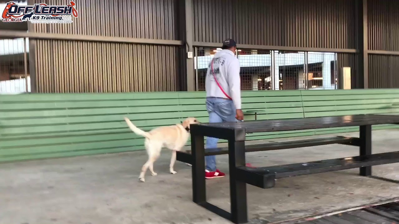 3 Year Old Labrador Retriever "Chloe" Before/After Video Dog Training