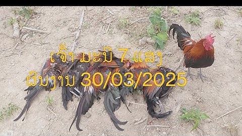 Dib qaib qus lom zem 30/03/2025